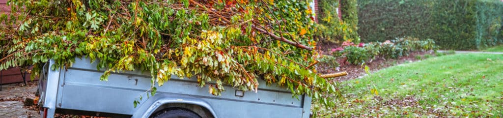 Lawn Cleanup