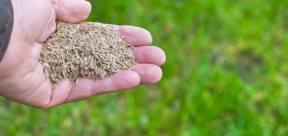 Seedlings on the Palm - Big Easy Grass Cutting