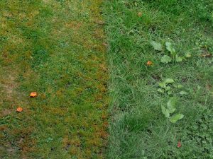 Lawn with a thin, discolored strip of turf beside healthier green grass