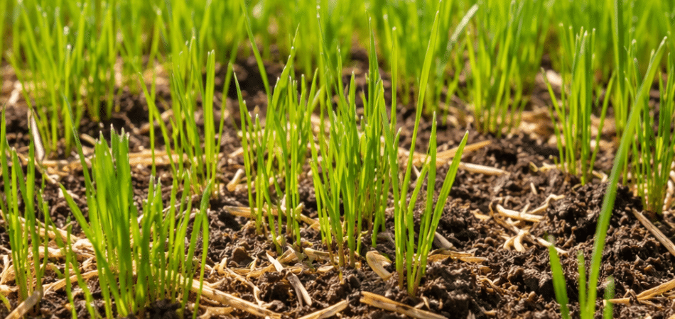 Close-up of newly overseeded grass sprouting in rich soil with young green blades emerging and light straw mulch visible under soft sunlight