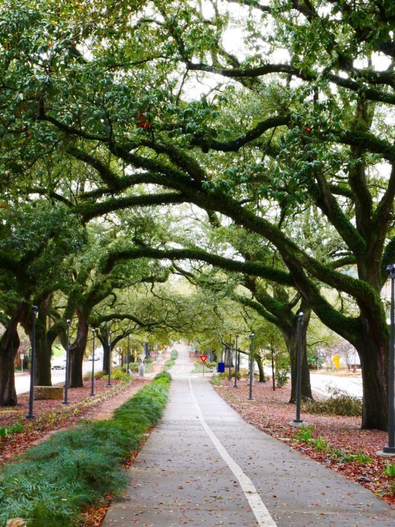 Bike lane under a canopy of oak trees in Baton Rouge