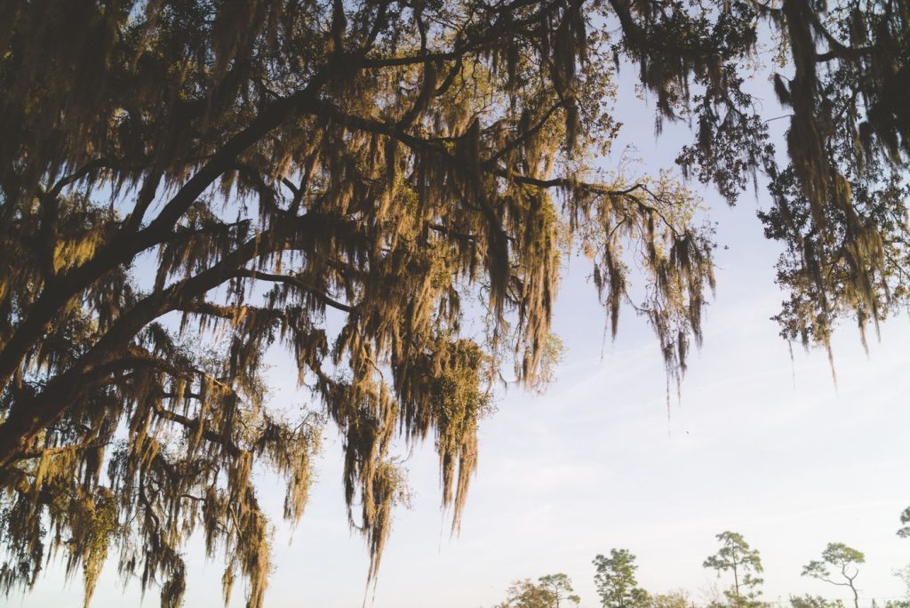 Spanish moss hanging from live oak branches against a blue sky
