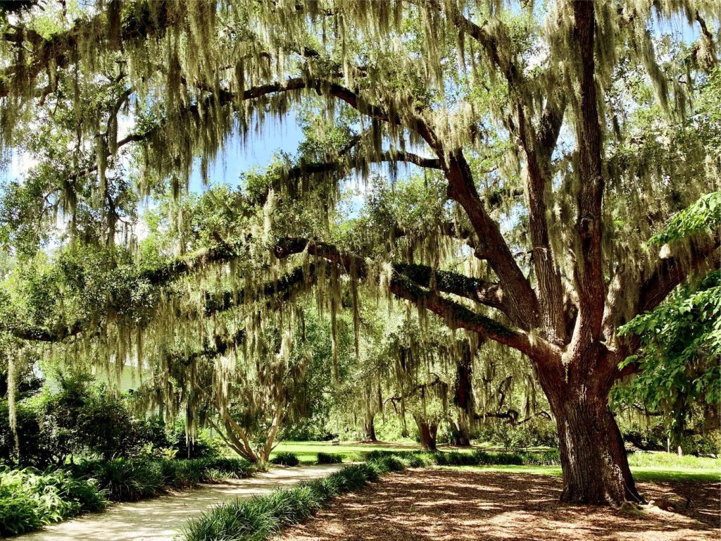 Moss-covered oak arching over a garden path