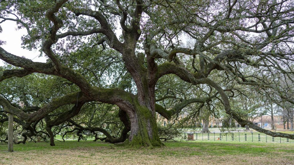 Sprawling live oak in a grassy park