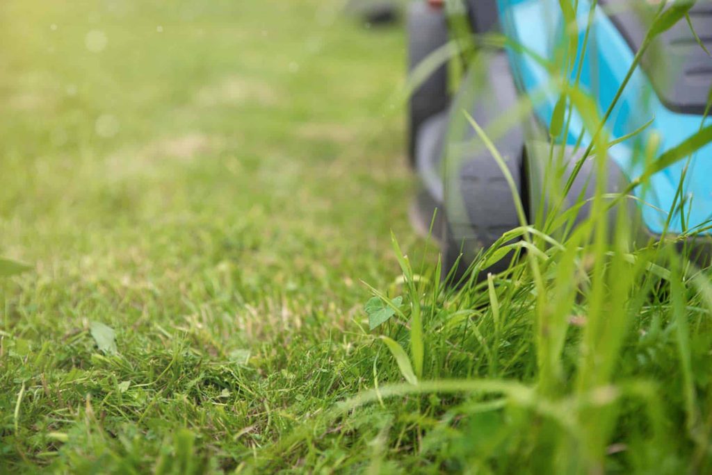 Push mower rolling through tall grass on a sunny lawn