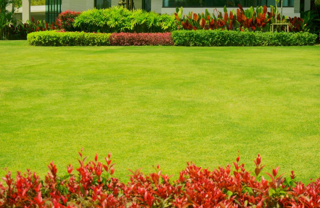 Wide, evenly cut lawn bordered by trimmed hedges and red shrubs