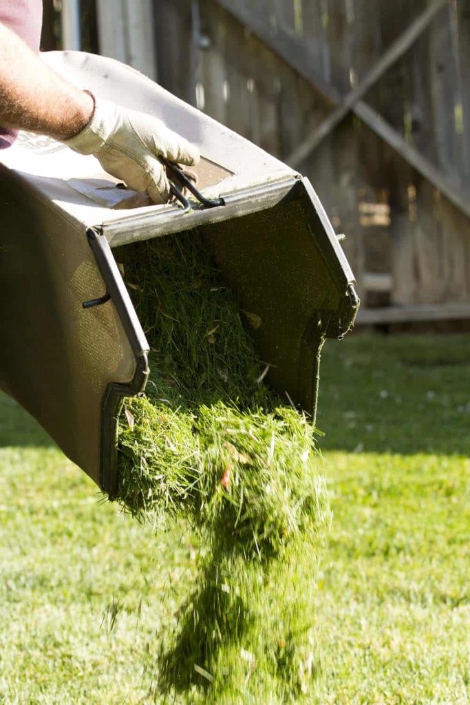 Gloved hand emptying fresh grass clippings from a mower bag onto a green lawn